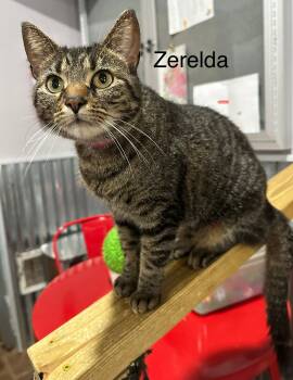 Rescue Domestic Short Hair Cats for Adoption in Tipp City, Ohio - Zerelda James | PetCurious