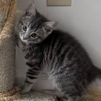 Rosalina -  Domestic Short Hair Cat for Adoption in Knoxville, Tennessee - Rosalina | PetCurious