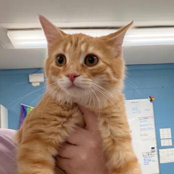 Domestic Medium Hair Cats Available for Adoption - Tullulah | PetCurious