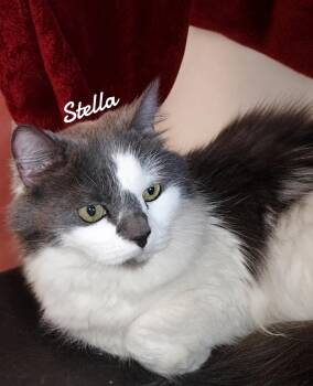 Stella -  Domestic Medium Hair Cat Available for Adoption in Naugatuck, Connecticut - Stella | PetCurious