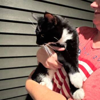 FOUND SE ROCHESTER -  Domestic Short Hair Cat for Adoption in Rochester, Minnesota - FOUND SE ROCHESTER | PetCurious