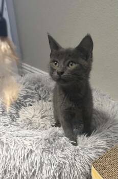 George ( CC) -  Russian Blue and Domestic Short Hair Cat for Adoption in Vacaville, California - George ( CC) | PetCurious