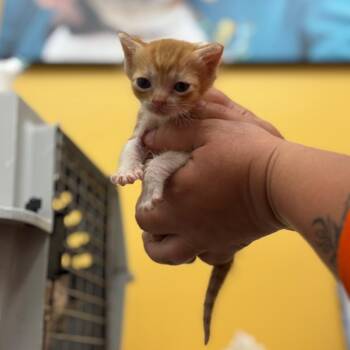 Rusty -  Domestic Short Hair Cat for Adoption in Nashville, Indiana - Rusty | PetCurious