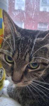 Harbor -  Domestic Short Hair Cat for Adoption - Harbor | PetCurious