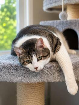 Chrissy Snow -  Domestic Short Hair Cat for Adoption in Chattanooga, Tennessee - Chrissy Snow | PetCurious