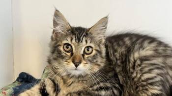 Furby -  Domestic Long Hair Cat for Adoption in Chestertown, Maryland - Furby | PetCurious