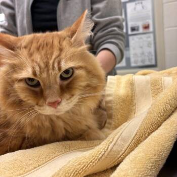 Henry -  Domestic Long Hair Cat for Adoption in Murray, Utah - Henry | PetCurious