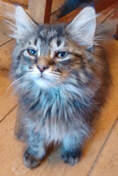 Domestic Long Hair Cats Available for Adoption in Lemoyne, Pennsylvania - Lilac | PetCurious