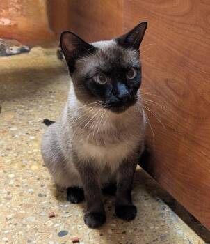 MELIA -  Siamese Cat for Adoption in Waldorf, Maryland - MELIA | PetCurious