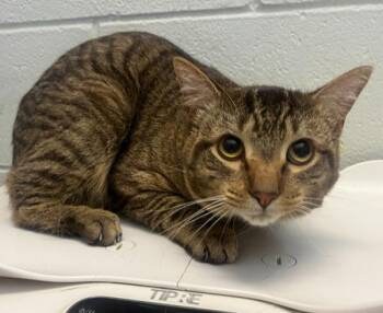 Charles -  Domestic Short Hair Cat for Adoption in Golden, Colorado - Charles | PetCurious