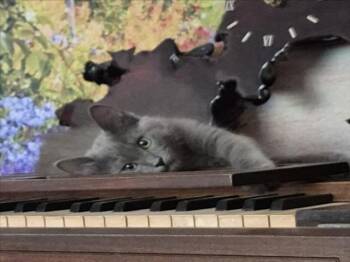 *JOHNNY -  Domestic Medium Hair Cat for Adoption in Woodland, California - *JOHNNY | PetCurious