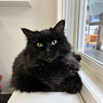 Domestic Long Hair Cats Available for Adoption in Maple Ridge, British Columbia - Meemaw | PetCurious