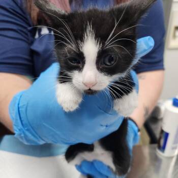 Domestic Short Hair Cats Available for Adoption in Summerville, South Carolina - Taylor | PetCurious