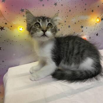 SUSHI -  Domestic Medium Hair Cat for Adoption in Modesto, California - SUSHI | PetCurious