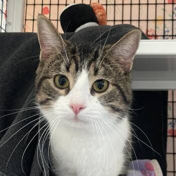 Domestic Short Hair Cats Available for Adoption - Merton | PetCurious