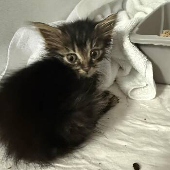 Oz -  Tabby and Domestic Short Hair Cat for Adoption in Columbia, South Carolina - Oz | PetCurious