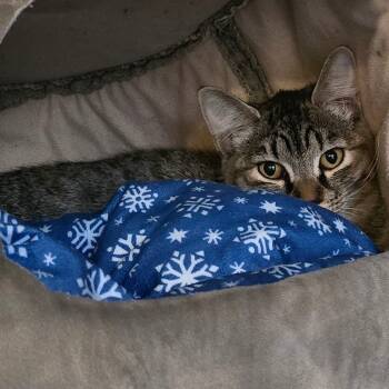 Rescue Domestic Short Hair Cats for Adoption in Denver, Colorado - Quinoa DAP | PetCurious