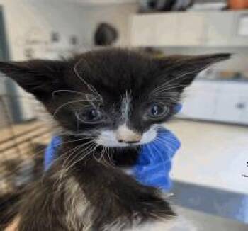 Mappi -  Domestic Short Hair Cat for Adoption in Ruskin, Florida - Mappi | PetCurious