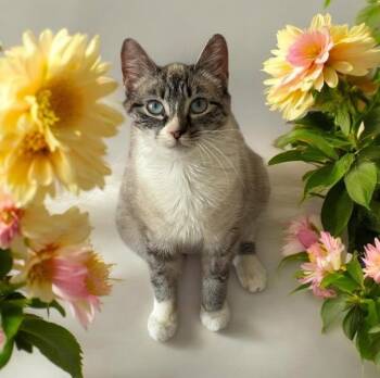 Siamese and Domestic Short Hair Cats Available for Adoption in Garner, North Carolina - Nyra | PetCurious