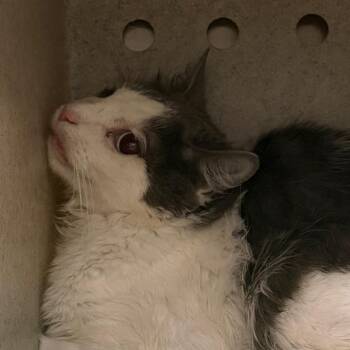Silky -  Domestic Long Hair Cat for Adoption in Philadelphia, Pennsylvania - Silky | PetCurious
