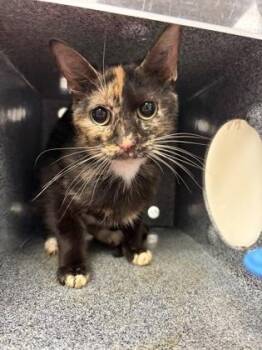 Domestic Short Hair Cats Available for Adoption in Gastonia, North Carolina - PJ | PetCurious