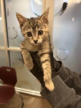Rizzo -  Domestic Short Hair Cat for Adoption in Wichita, Kansas - Rizzo | PetCurious