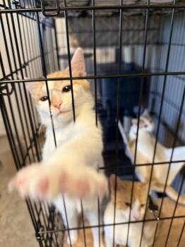 Salsa G. (pink collar) -  Domestic Short Hair Cat for Adoption in West Peoria, Illinois - Salsa G. (pink Collar) | PetCurious