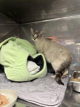 Domestic Short Hair Cats Available for Adoption in Albuquerque, New Mexico - MERRIAM | PetCurious