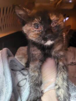 Domestic Short Hair Cats Available for Adoption in Fort Walton Beach, Florida - A234422 | PetCurious