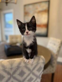 Hedy -  Domestic Short Hair Cat for Adoption in Union Grove, Wisconsin - Hedy | PetCurious