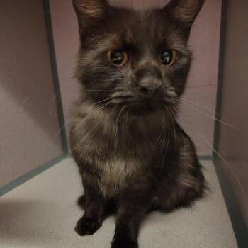 Marco Polo -  Domestic Long Hair Cat for Adoption in Cedar Rapids, Iowa - Marco Polo | PetCurious