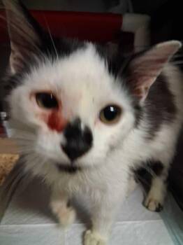 Poppy -  Domestic Short Hair Cat for Adoption in Cincinnati, Ohio - Poppy | PetCurious