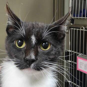 Garry -  Domestic Short Hair Cat for Adoption in Milan, Illinois - Garry | PetCurious