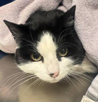 Oreo -  Domestic Short Hair Cat for Adoption in Kenai, Alaska - Oreo | PetCurious