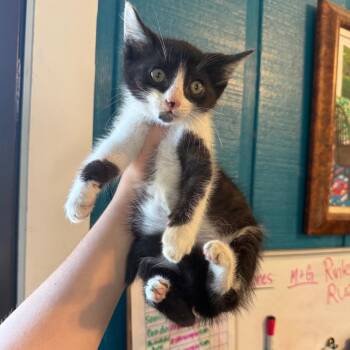 Camp 060102A -  Domestic Short Hair Cat Available for Adoption in Amory, Mississippi - Camp 060102A | PetCurious