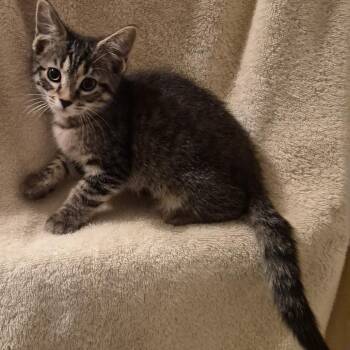 Mary -  Domestic Short Hair Cat for Adoption in Carmel, Indiana - Mary | PetCurious
