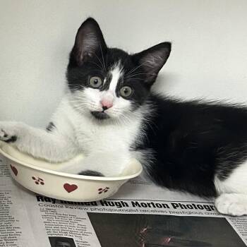Virginia -  Domestic Short Hair Cat for Adoption in Newport, North Carolina - Virginia | PetCurious