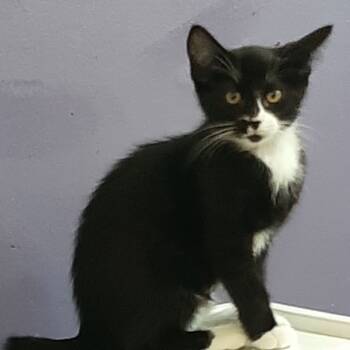 Rescue Domestic Short Hair Cats for Adoption - Traci | PetCurious