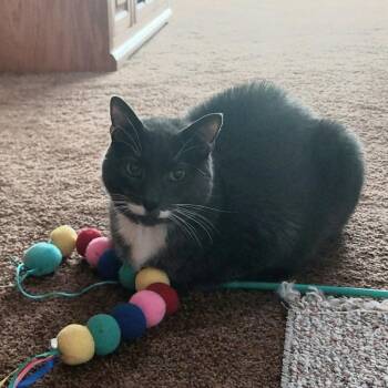 Dunkin - Home to Home -  American Shorthair Cat for Adoption in South Elgin, Illinois - Dunkin - Home To Home | PetCurious