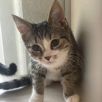 Peanut Butter -  Domestic Short Hair Cat for Adoption in Gloucester, Virginia - Peanut Butter | PetCurious