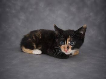 A1278310 -  Domestic Short Hair Cat for Adoption in Winter Haven, Florida - A1278310 | PetCurious