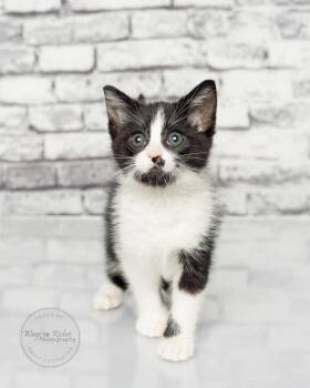 Domestic Short Hair and Tuxedo Cats Available for Adoption in Tuscaloosa, Alabama - Licorice  | PetCurious