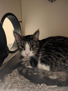 Domestic Short Hair Cats Available for Adoption in Fairfax, Virginia - Puff | PetCurious