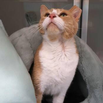 Sven -  Domestic Short Hair Cat for Adoption in Saint Charles, Missouri - Sven | PetCurious
