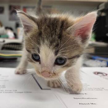 Hedwig -  Domestic Short Hair Cat for Adoption in Chattanooga, Tennessee - Hedwig | PetCurious