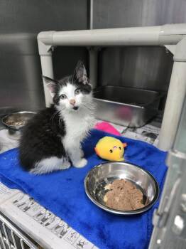 Tidy -  Domestic Short Hair Cat Available for Adoption in Evansville, Indiana - Tidy | PetCurious