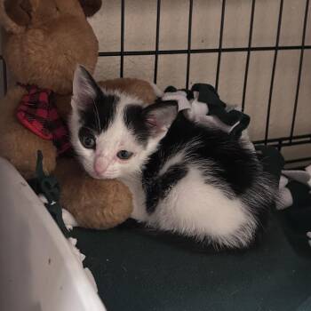 Coco (C000-291) - Chino Hills Location -  Domestic Short Hair Cat for Adoption in Chino Hills, California - Coco (C000-291) - Chino Hills Location | PetCurious