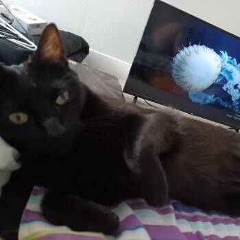 Domestic Short Hair Cats Available for Adoption in Tempe, Arizona - Herman Munster | PetCurious