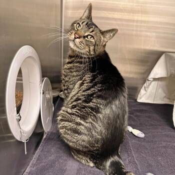 Sampson -  Domestic Short Hair Cat for Adoption in Hailey, Idaho - Sampson | PetCurious