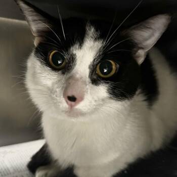 Oreo -  Domestic Short Hair Cat for Adoption in Chicago, Illinois - Oreo | PetCurious